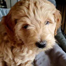 Aussiedoodle and Bernedoodle Puppies from Color Country Doodles