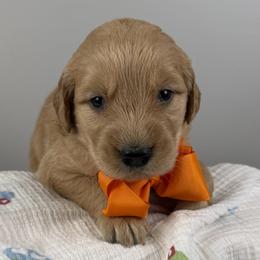 4th pick Orange collar boy - Dark golden male Golden Retriever puppy in Petaluma, California from Contango Goldens