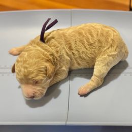 Sugar Plum (Purple Collar) - Cream female Goldendoodle puppy in Bay City, Texas from Charming Doods