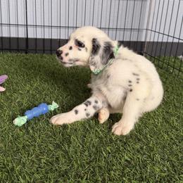Stash Lua long coat - White and black male Dalmatian puppy in Sedalia, Missouri from Missouri Dalmatians