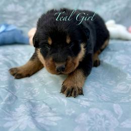 Teal - Black and rust female Beauceron puppy in Floyd’s Knobs, Indiana from Birdwing Beaucerons