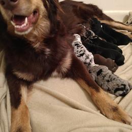 Australian Shepherd Puppies from Southern Boy Blues Aussies