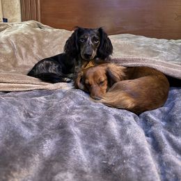 Dachshund puppies from Upper Pack River Mini Dachshunds