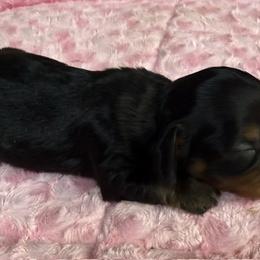 Sequoia - Black and tan male Dachshund puppy in Salem, Oregon from Longdox Mini Dachshunds
