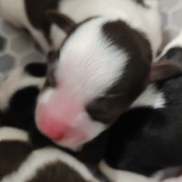 Boy 2 - Parti Miniature Schnauzer puppy in Hertford, North Carolina from Little Bug Schnauzers