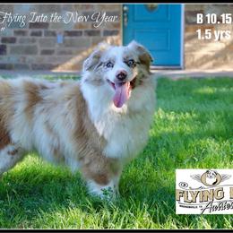 Larkin - Miniature Australian Shepherd
