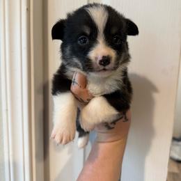 Boy 3 - Black and tan male Pembroke Welsh Corgi puppy in Aberdeen, Washington from Coastal country Farms