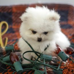 Pomeranian Puppies from Doc’s Little Poms