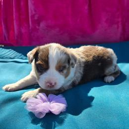 Violet - Red merle female Toy Australian Shepherd puppy in Forney, Texas from Texas Talent Toy Aussie's