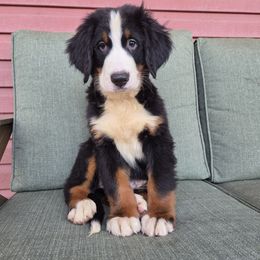 Ember - Black rust and white male Bernese Mountain Dog puppy in Greenwood, Delaware from A&A Greenwood Puppies