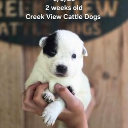 Boy 1 - Blue mottled male Australian Cattle Dog puppy in Monroe, North Carolina from Creek View Cattle Dogs