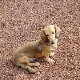 Sage - Dachshund