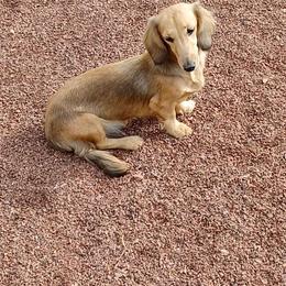 Sage - Dachshund