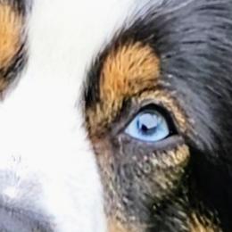 Miniature American Shepherds from Tntowne Miniature American Shepherds