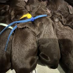 Boykin Spaniel and Goldendoodle Puppies from Double Shot Boykins