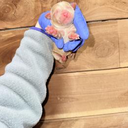 Girl 4 - Blenheim female Cavapoo puppy in Fayetteville, Arkansas from Silver Hill Farm