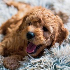 Bernedoodle, Goldendoodle, and Poodle Puppies from Good Dog Doodles