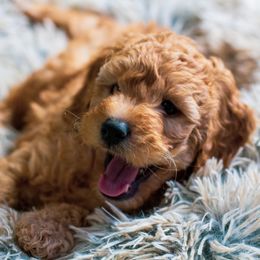 Bernedoodle, Goldendoodle, and Poodle Puppies from Good Dog Doodles