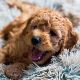 Bernedoodle, Goldendoodle, and Poodle Puppies from Good Dog Doodles