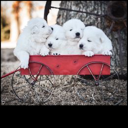 Border Collie and Maremma Sheepdog Puppies from 2J 2K Border Collies & Maremma Sheepdogs