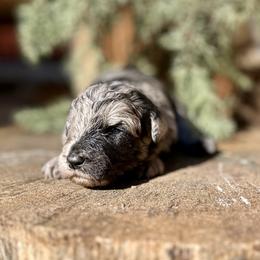 Orion - Merle male Goldendoodle puppy in Pollock Pines, California from Penny Lane’s Doodles