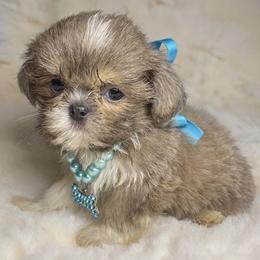 Kingston - Blue and white male Shih Tzu puppy in Riverside, California from Be Dazzled Shihtzu