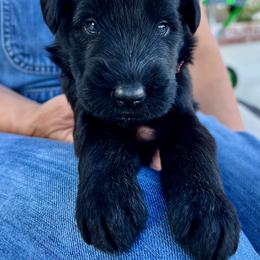 Giant Schnauzer and Miniature Schnauzer Puppies from My Angel Schnauzers