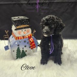 Clove - Black female Poodle puppy in Mancelona, Michigan from Lavender poodles & doodles