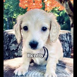 Dachshund Puppies from Northwest Dachshunds
