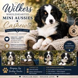 Cashew - Black tri female Miniature Australian Shepherd puppy in Killen, Alabama from Wilkers Wholehearted Mini Aussies