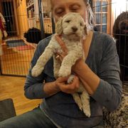 Barbet Puppies from Chateau Barbets