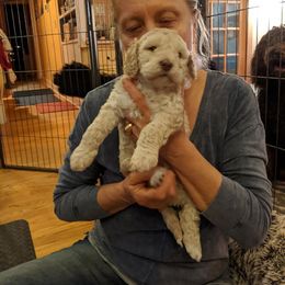 Barbet Puppies from Chateau Barbets