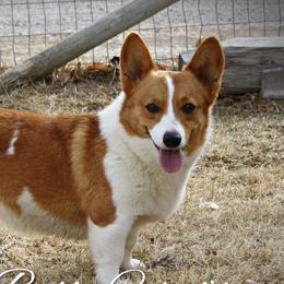 Sammi - Pembroke Welsh Corgi
