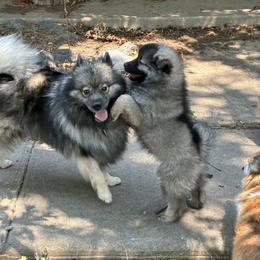 Keeshond Puppies from Debbie Courtney