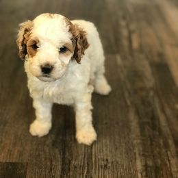 Goldendoodle Puppies from Mumzee Doodles