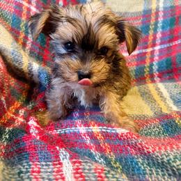 Zander - Blue and gold male Yorkshire Terrier puppy in Bolton, Connecticut from Elle Yorkies