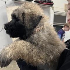 Bouvier des Flandres Puppies from SLR Kennels