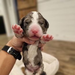 Dark Blue - Black Merle Tuxedo - Merle male Bernedoodle puppy in Shelby, North Carolina from Forever Grateful Doodles