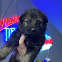 Dublin - Sable male German Shepherd puppy in Knowlton Township, New Jersey from Augenblick Kennels