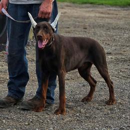 Oreo - Red and rust female Doberman Pinscher puppy in China Township, Michigan from Snell's Superior Kennel Dobermann & GSP