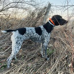 German Shorthaired Pointers from Nelson’s Pointers
