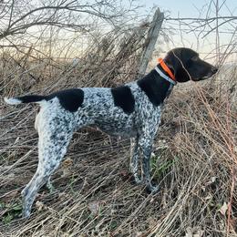 German Shorthaired Pointers from Nelson’s Pointers