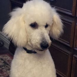 Adelaide - Poodle