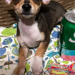 Millie's girl 1 - Black sabled fawn female Chihuahua puppy in Illinois from Briarwood Farm
