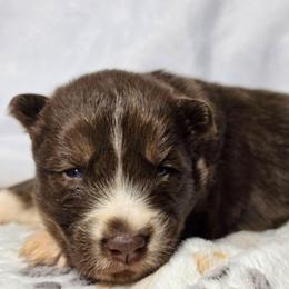 Riley - Red and white male Siberian Husky puppy in Buckeye, Arizona from Anime Huskies