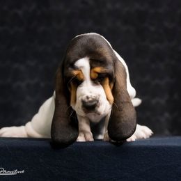 Basset Hound Puppies from Blue Coast Bassets