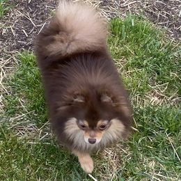 Ladybug CKC REGISTERED FULL RIGHTS - Chocolate and tan female Pomeranian puppy in Elizabethtown, Kentucky from Teeny Tiny Puppy Tails