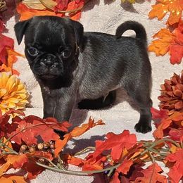 Silver Boy (red toes) - Silver male Pug puppy in Tulsa, Oklahoma from Locust Creek Pugs