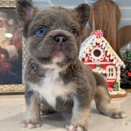 Mr. Grouch - Tricolors male French Bulldog puppy in San Leandro, California from City of Frenchies
