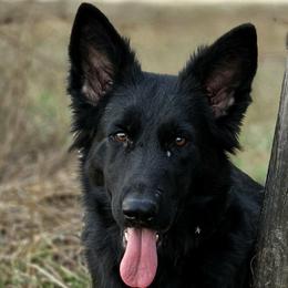 Mystic Vom Morris Haus - Black female German Shepherd puppy in Hawthorne, Florida from Lace's High Flying German Shepherds And Golden Retrievers